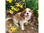 Cavalier King Charles Spaniel Puppy for sale in Winslow, AR, USA