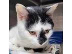 Adopt Goodie aka Jingleballs a Domestic Short Hair