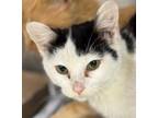 Adopt Wonder Boy a Domestic Short Hair