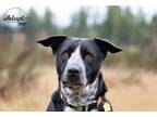 Adopt Dom a American Staffordshire Terrier, German Shepherd Dog