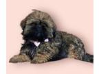 Shih Tzu Puppy for sale in El Dorado Springs, MO, USA