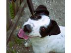 Adopt Prancer a Pit Bull Terrier