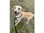 Adopt Commander a Labrador Retriever