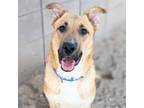 Adopt BANJO* a German Shepherd Dog