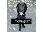 Adopt Bark Vader a Black Labrador Retriever, Anatolian Shepherd