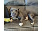 Adopt SANTA a Pit Bull Terrier