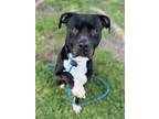 Adopt SQUASH a Pit Bull Terrier