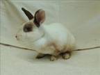 Adopt BUCKEY a Bunny Rabbit