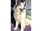 Adopt ACE a Siberian Husky, Alaskan Malamute