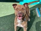 Adopt JOHNNY a Pit Bull Terrier, Mixed Breed