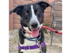 Adopt Sheriff Tommie a Border Collie