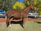 Adopt ZIPPY a Quarterhorse