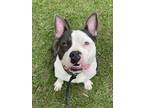 Adopt OREO a Staffordshire Bull Terrier