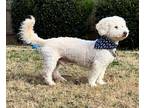 Adopt Marshall a Bichon Frise