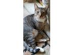 Adopt Sneakers a Domestic Short Hair, Tabby