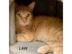 Adopt Law a Tabby