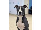 Adopt Frederick *Adoption fee sponsored* a Pit Bull Terrier, Mixed Breed