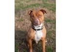 Adopt Zev a Pit Bull Terrier, Mixed Breed