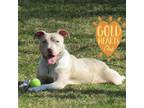 Adopt Kane a Catahoula Leopard Dog, Pit Bull Terrier