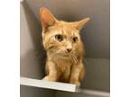 Adopt Peeta Ma-Lard a Domestic Short Hair