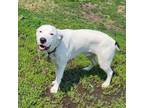 Adopt Squeak a Boxer, Great Pyrenees