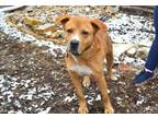 Adopt Atlas a Labrador Retriever