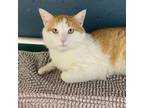 Adopt Dorito a Domestic Short Hair