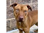 Adopt Taz a Mixed Breed