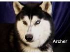 Adopt Archer a Husky