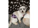 Adopt Havanese- Hutch a Havanese