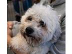 Adopt Havanese- Starsky a Havanese