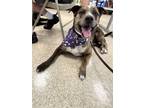 Adopt Camo a Catahoula Leopard Dog