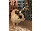 Adopt Domino a Bunny Rabbit