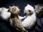 Cashmere Bengal Lynx Kittens