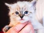 Ragdoll Snow Maine Coons Due Soon