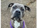 Adopt Marv a Cane Corso