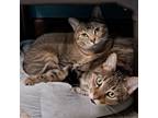 Adopt Jasper and Katherine a Domestic Short Hair