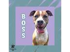 Adopt Boss a Mixed Breed