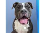 Adopt Grimace a Pit Bull Terrier