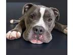 Adopt Grimace a Pit Bull Terrier
