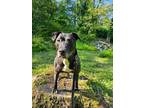 Adopt Boots a Labrador Retriever, American Bully