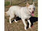 Adopt Chester a German Shepherd Dog, Great Pyrenees