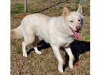 Adopt Chester a German Shepherd Dog