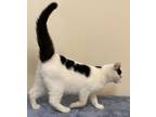 Adopt KITTEN LIL CHARMING CHARLIE a Domestic Short Hair