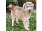 Adopt Maximus "Max" a Poodle, Husky