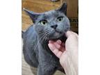 Adopt Russell a Domestic Short Hair, Russian Blue