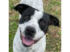 Adopt Bruiser a Dalmatian, Labrador Retriever