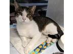 Adopt Woody a Domestic Short Hair