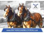 Belgian Gelding Team for Sale