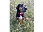Adopt Jeb a Black and Tan Coonhound